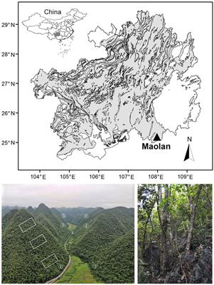 Should more individuals be sampled when measuring functional traits of tree species in habitat-heterogeneous karst forests?